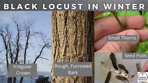 Complete Guide to Black Locust Tree – What you NEED to know – GrowIt ...