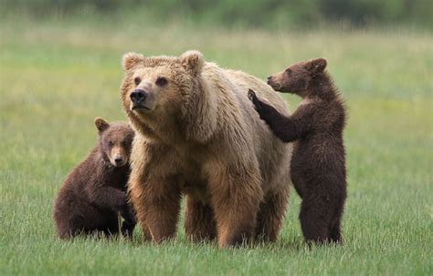 Grizzly Bear | The Biggest Animals Kingdom