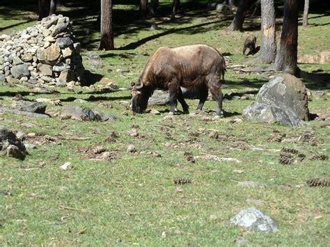 Multitasker: Bhutan's national animal - I've never seen one before ...