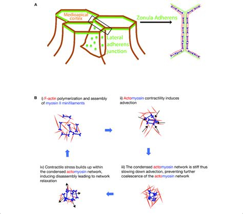 | (A) Localization of the medial apical cortex, zonula adherens and ...