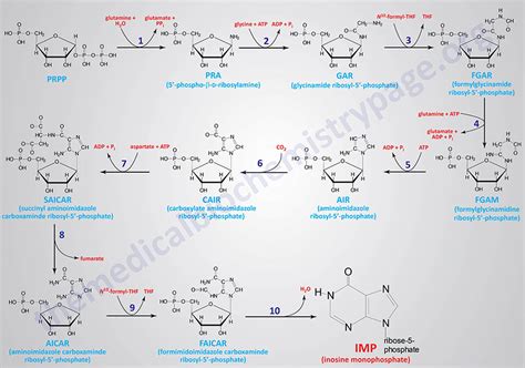 Nucleotides: Biosynthesis and Catabolism - The Medical Biochemistry Page