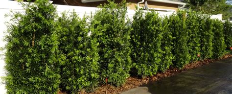 Podocarpus Hedge for Beautiful Side Yards