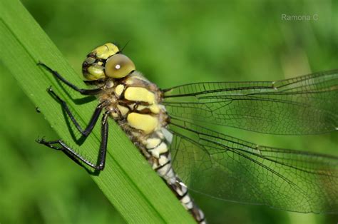 Dragonfly Macro Photography