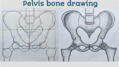 How To Draw A Pelvis - Handleexit Troyelectricco