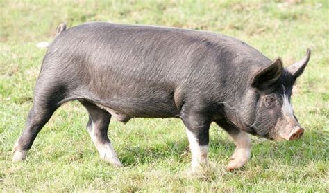 Tamworth & Berkshire Pigs - A Young Berkshire Pig Boar - Lucies Farm Photo Gallery