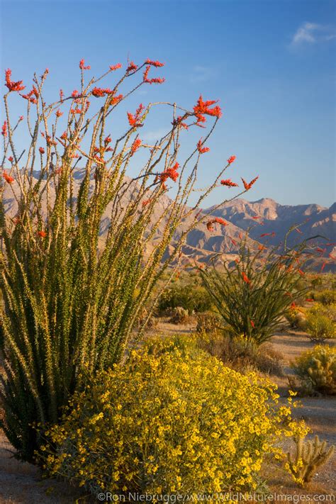 Desert Wildflowers | Anza Borrego Desert State Park, California ...