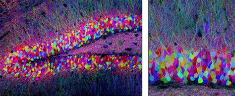 2: Mouse brain neurons stained with brainbow technique (adapted from... | Download Scientific ...