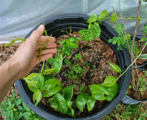 African Yam propagation from minisetts: it worked! | The Survival Gardener