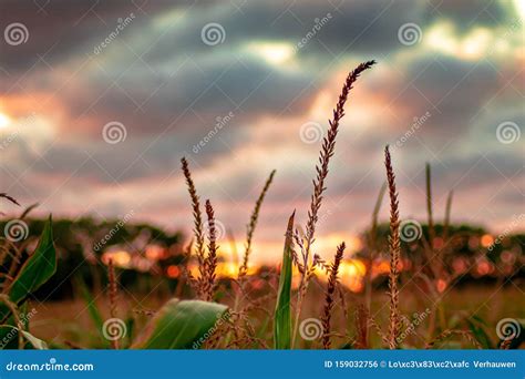 Sunset corn field stock photo. Image of city, tones - 159032756