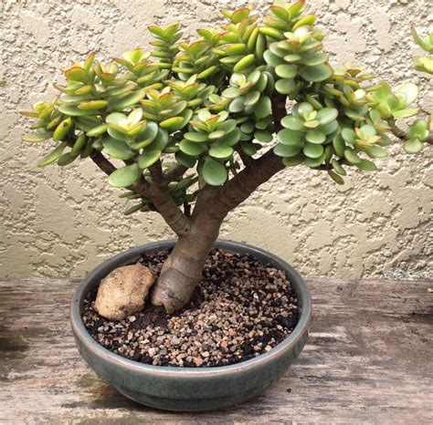 Crassula ovata | Jade plant bonsai, Planting succulents, Jade bonsai