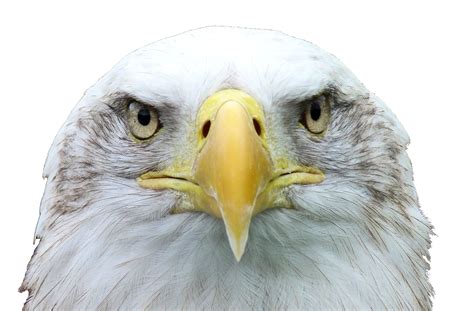 Seven Interesting Facts About Bald Eagles - LiveMinty