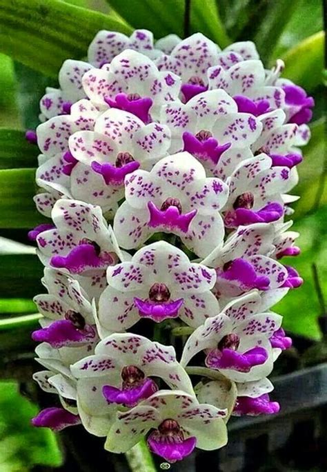 Pin by Leticia BT on Flores | Beautiful orchids, Bonsai flower, Flower seeds