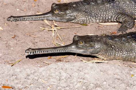 Gharials - ZooTampa at Lowry Park