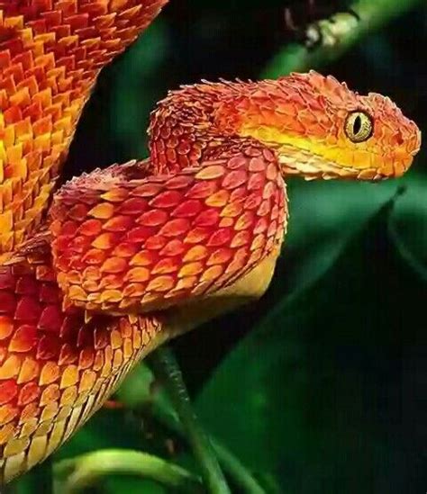 Atheris squamigera - African Bush Viper - Red Morph Colorful Snakes, Colorful Animals, Cute ...