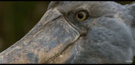 Shoebill Confused GIF - Shoebill Confused Bbc - Descobrir e Compartilhar GIFs