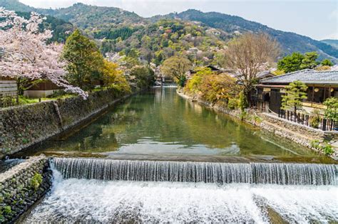 Kyotos Cherry Blossom Spring Landscape In Arashiyama Kyoto Japan Stock ...