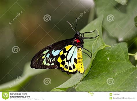 Colors on the Wings of a CAIRNS BIRDWING BUTTERFLY on a Leaf Stock ...