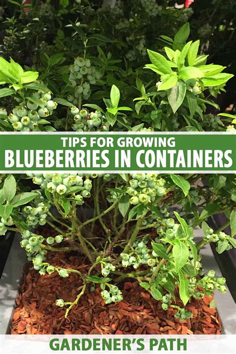 Tips for Growing Blueberries in Containers | Gardener's Path