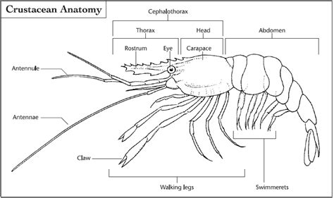 Crustaceans