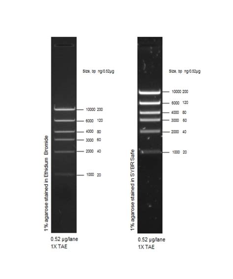 High range DNA Ladder - Creative Labor Kft.