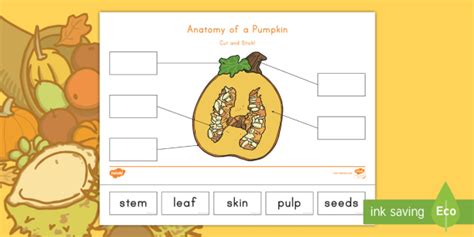 Anatomy of a Pumpkin Cut and Paste Activity (Teacher-Made)