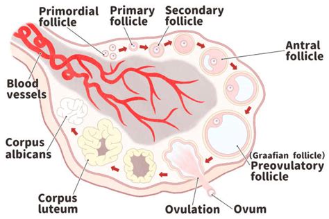 20+ Structure Of Ovarian Follicle Stock Illustrations, Royalty-Free ...