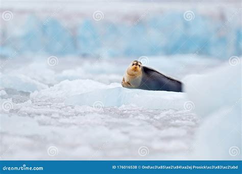 Cute Seal in the Arctic Snowy Habitat. Bearded Seal on Blue and White Ice in Arctic Svalbard ...