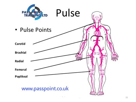 Brachial Pulse Point