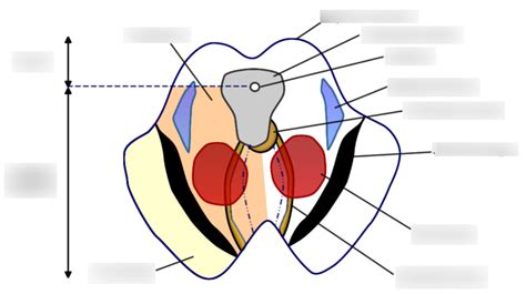 midbrain - detail at the level of superior colliculi Diagram | Quizlet