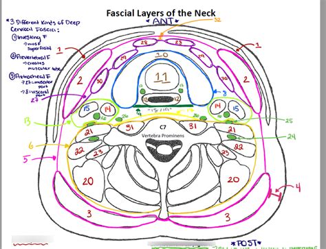 Fascial Layers of Neck Diagram | Quizlet