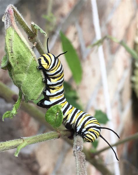 Content in a Cottage: Monarch Butterfly Caterpillar