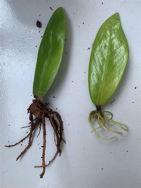 ZZ Plant - Leaf propagation - Left one was in water for 2 months and then in soil for 1 month ...