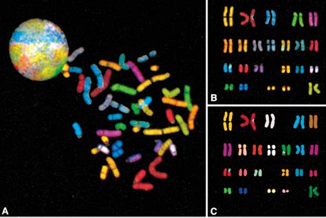 A–C SKY for human chromosome analysis. A Simultaneous visualization of... | Download Scientific ...