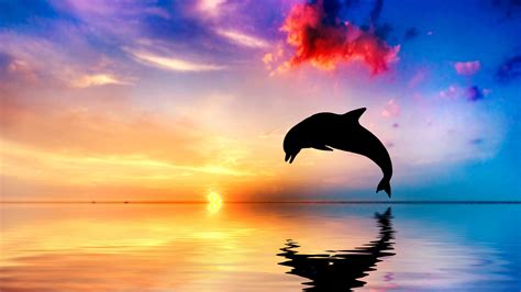 Download Dolphin Jumping Out Of Water Sunset View 4k - Beautiful Ocean And Sunset With Dolphin ...