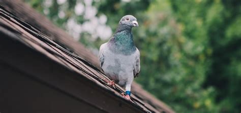 Pigeons Call | Free Sound Effects | Animal Sounds