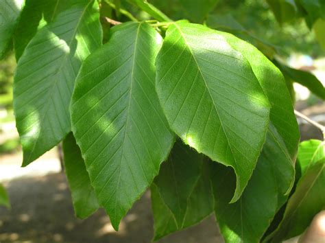 Native Trees of Indiana River Walk