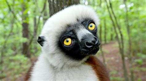 Duke Lemur Center | , USA | Attractions - Lonely Planet