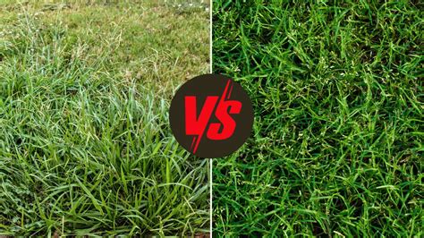 Bermuda Grass vs Crabgrass: Full Comparison & Key Difference