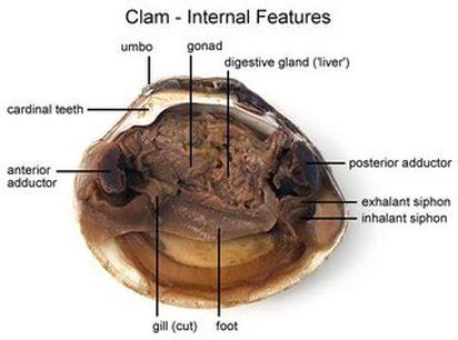 Ch 27 Clam-Squid Lab - Mrs N. Nelson's Science Website