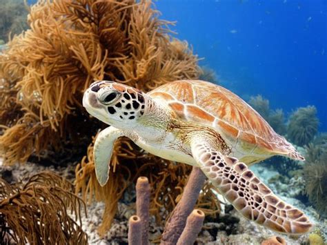 103 best Tortuga Carey images on Pinterest | Sea turtles, Turtles and Amphibians