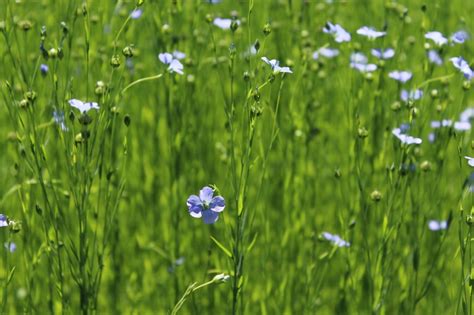 How to grow flax for oil and fiber - plantation, harvest and storage