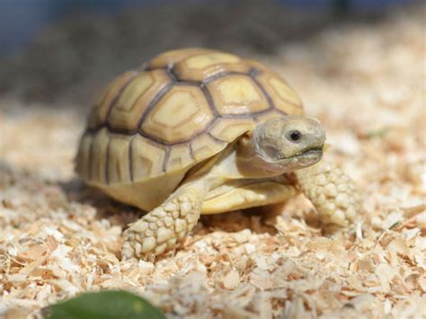 Sulcata Tortoise - Profile, Care, Facts - VIVO Pets