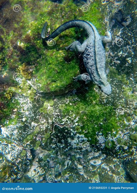 Marine Iguana Swimming Underwater Stock Image - Image of latin, lizard: 215693231