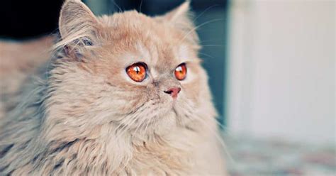 13 Best Persian Cat Breeders in California (Check Out Now) - Mi Cat Guide