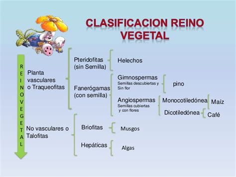 Clasificación natural del reino vegetal