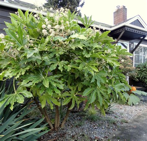 danger garden: Fatsia japonica...my favorite plant in the garden, this ...