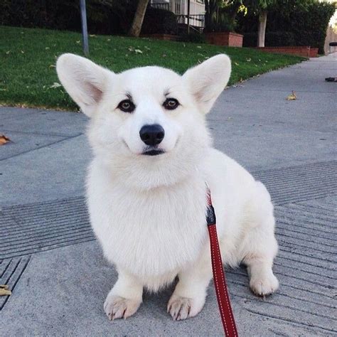 Winston the pure white corgi | Щенки корги, Вельш-корги, Щенки