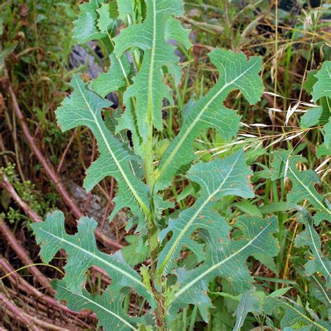 Prickly Lettuce