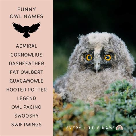 230+ Best Owl Names (Cute, Funny, and Cool) - Every Little Name