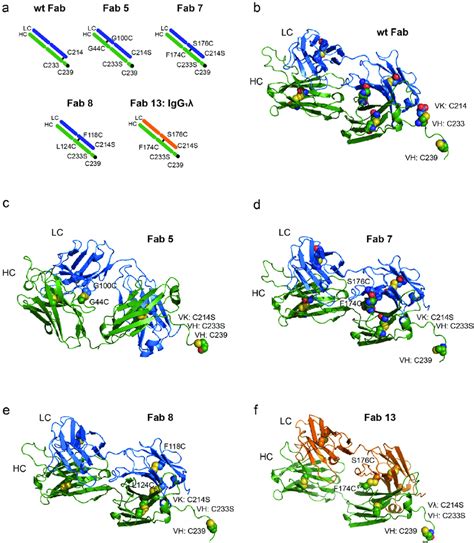 Sites selected for the addition of disulfide bonds (a) shows a cartoon ...